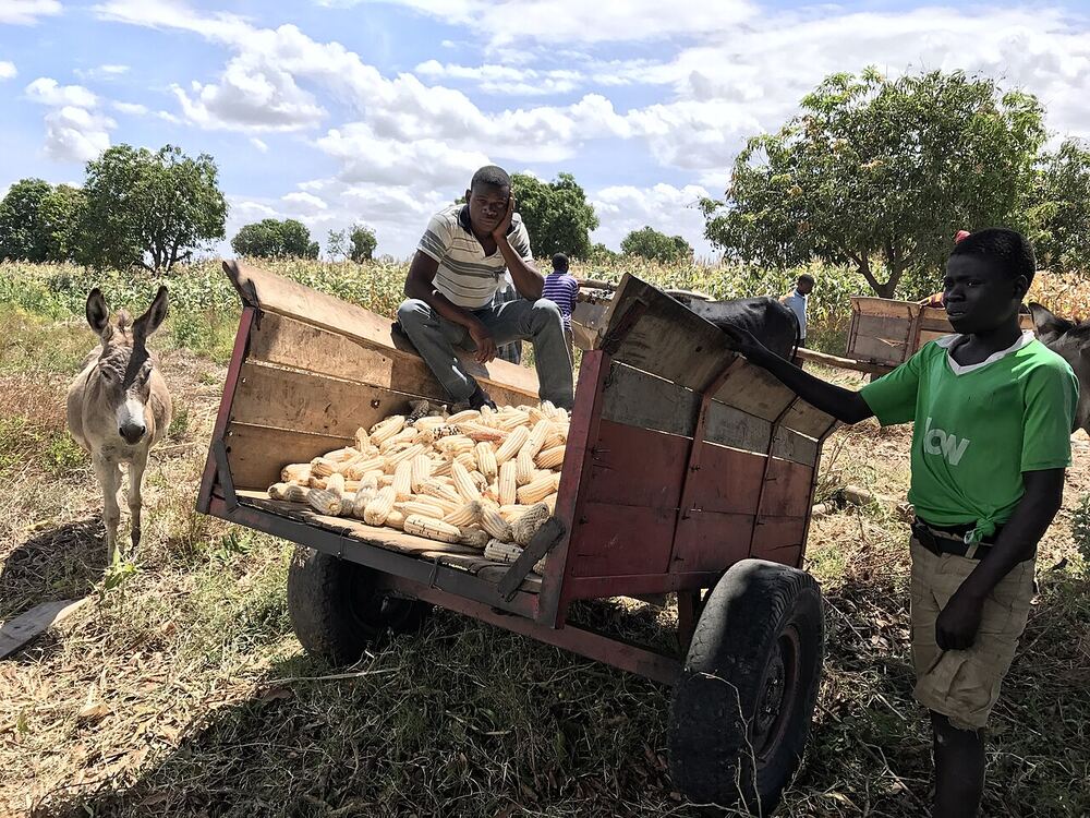Farmers harvesting maize in Chikhwawa, Malawi